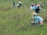 Women Picking Rice  Serian  Sarawak  Malaysian Borneo  Malaysia  Southeast Asia  Asia
