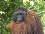 Semi-Wild Orang Utan  Kuching