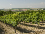 Vineyard Above Village of Schrattenberg  Niederosterreich  Austria  Europe