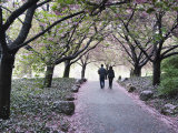 Spring Cherry Blossom  Brooklyn Botanical Garden  Brooklyn