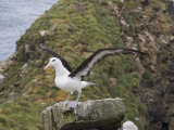 Black Browed Albatross  West Point Island  Falkland Islands  South America