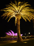 Festival of Light  Sydney Opera House and Palm Tree  Sydney  New South Wales  Australia  Pacific