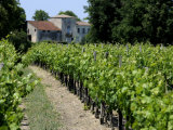 Vineyard in the Bordeaux Region  Gironde  Aquitaine  France