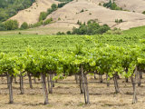 Vineyard in Northern California  United States of America  North America