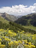 Wildflowers and Mountains Near Cinnamon Pass  Uncompahgre National Forest  Colorado
