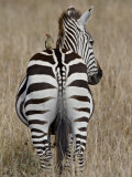 Red-Billed Oxpecker on a Grants Zebra