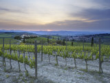 Vineyard at Sunset Above the Village of Torrenieri  Near San Quirico D'Orcia  Tuscany