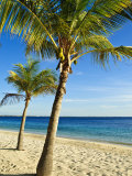 Beach  Bonaire  Netherlands Antilles  West Indies  Caribbean  Central America