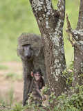 Olive Baboon Mother and Infant  Serengeti National Park  Tanzania