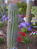 Cactus  Gran Canaria  Canary Islands  Europe