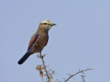 Rufus-Crowned Roller  Kruger National Park