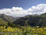 Wildflowers and Mountains Near Cinnamon Pass  Uncompahgre National Forest  Colorado