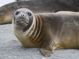 Fur Seal  St Andrews Bay  South Georgia  South Atlantic