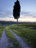 Lone Cypress Tree at Sunset  Near Pienza  Tuscany  Italy  Europe