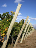 Vineyards and the Andes Mountains in Lujan De Cuyo  Mendoza  Argentina  South America