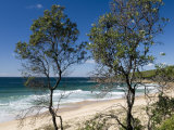 Tea Trees at Aragunnu Beach and Coast of Tasman Sea  Part of the Pacific Ocean