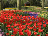 Flowers at Keukenhof Gardens  Near Leiden  Netherlands  Europe