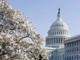 Spring Cherry Blossom  the Capitol Building  Capitol Hill  Washington DC