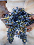 Harvest Worker Holding Malbec Wine Grapes  Mendoza  Argentina  South America