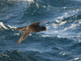 Giant Petrel Near Falkland Islands  South America