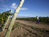 Vineyards and the Andes Mountains in Valle De Uco  Mendoza  Argentina  South America
