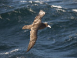 Giant Petrel Near Falkland Islands  South America