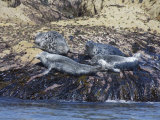Grey Seals  Isles of Scilly  Cornwall  United Kingdom  Europe