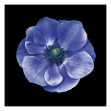 Anemone