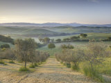 Early Morning View across Val D'Orcia from Field of Olive Trees  San Quirico D'Orcia  Near Pienza
