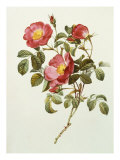 Rosa Gallica Pumila  from Les Roses  1817-24