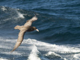 Giant Petrel  Near Falkland Islands  South Atlantic  South America