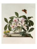 Helleborus Niger or Christmas Rose  Watercolour  18th century