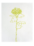 Chrysanthemum II