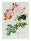 Rosa Damascena Celsiana or Damask Rose  Engraving from Les Roses  1817-24
