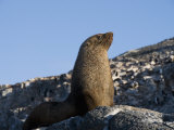 Fur Seal  Gourdin Island  Antarctic Peninsula  Antarctica  Polar Regions