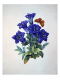 Gentiana Acaulis or Stemless Blue Gentian  from Choix des plus belles fleurs  1827-33