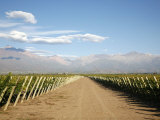 Vineyards and the Andes Mountains in Lujan De Cuyo  Mendoza  Argentina  South America