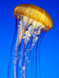 Sea Nettle Jellyfish  Monterey Aquarium