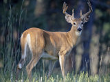 Whitetail Deer Buck in Velvet  Devil's Tower National Monument  Wyoming