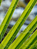 Palm Fronds  Andreas Canyon  Palm Springs  California  United States of America  North America