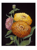 Midnight Bloom II