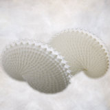 Still Life of Two Shells