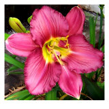 Daylily Beauty