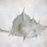 Still Life of a Shell
