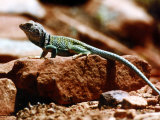 Close-Up of Greenish-Colored Lizard  Sedona  Arizona  USA