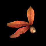 Peach Leaves and Acorn