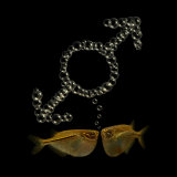 Two Tetra Fish Bubble Blow Two Connected Male Symbols