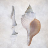 Still Life of Two Shells