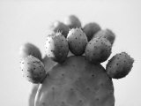 Cactus Plant Resembling a Foot
