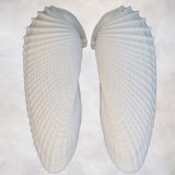 Still Life of Two Shells